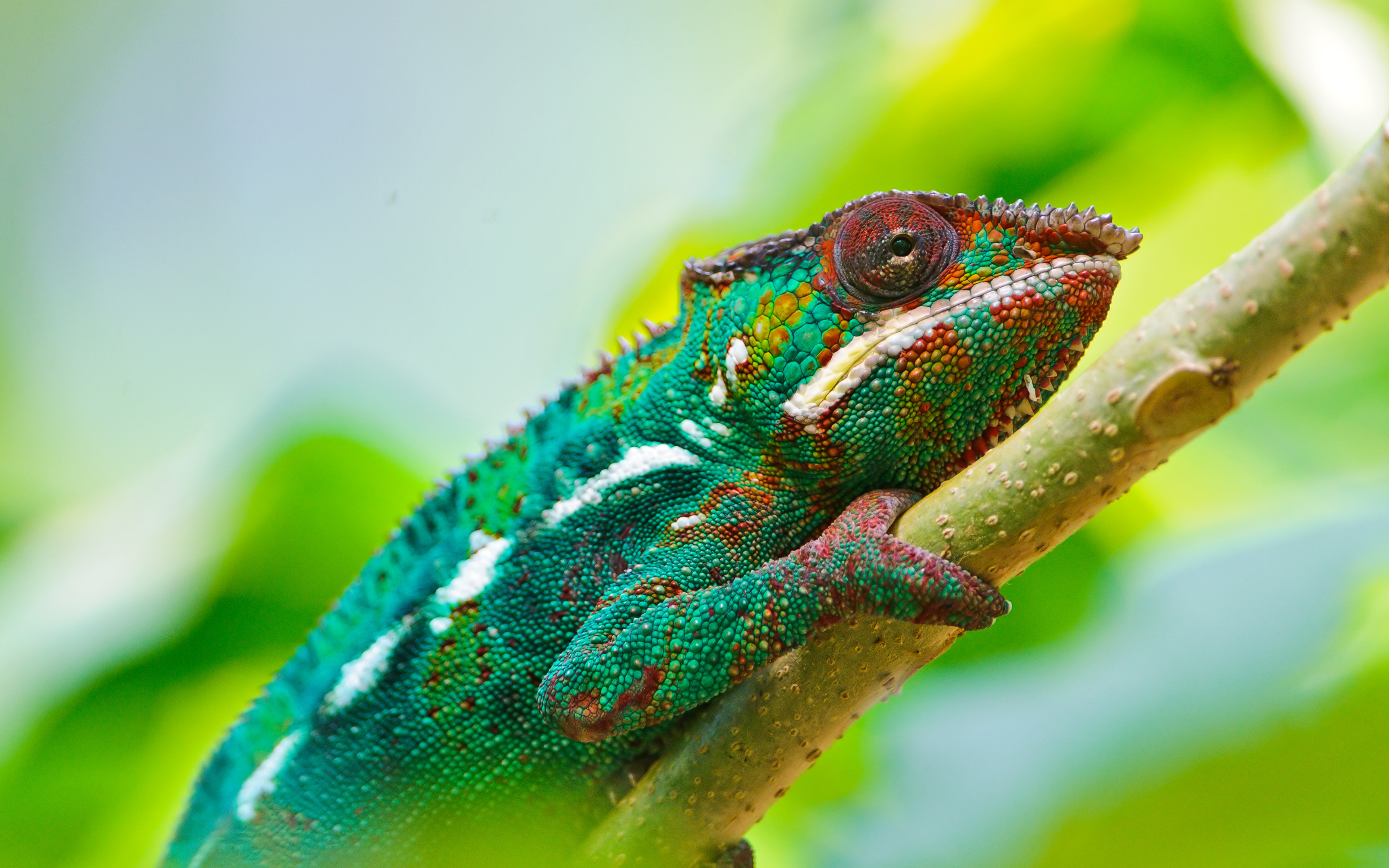 Colorful Chameleon 4K1440712346